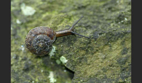 Steinpicker (Helicigona lapicida)