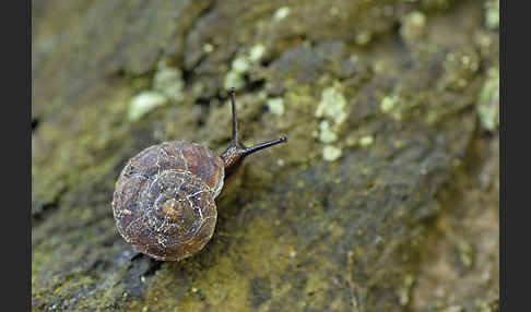 Steinpicker (Helicigona lapicida)