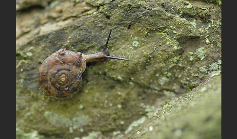 Steinpicker (Helicigona lapicida)