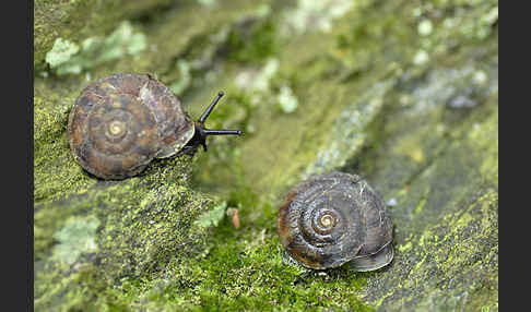 Steinpicker (Helicigona lapicida)