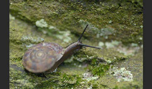 Steinpicker (Helicigona lapicida)