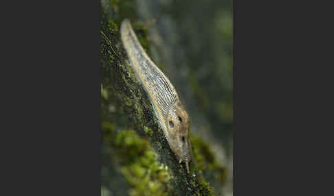 Baumschnegel (Lehmannia marginata)