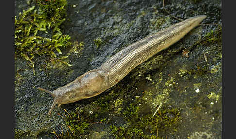 Baumschnegel (Lehmannia marginata)