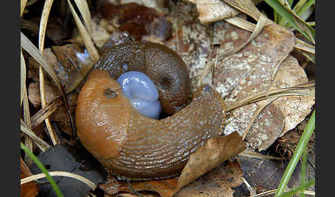 Spanische Wegschnecke (Arion lusitanicus)