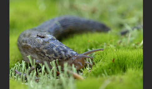 Großer Schnegel (Limax maximus)