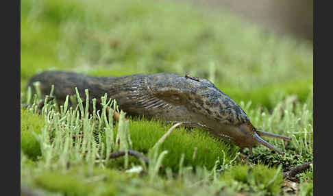 Großer Schnegel (Limax maximus)