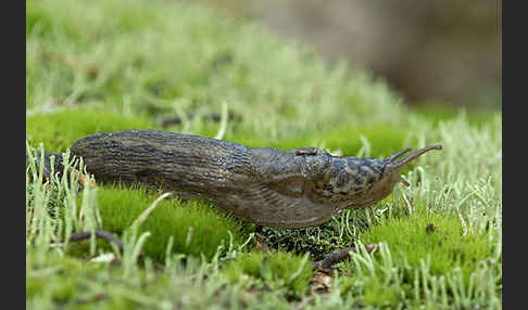 Großer Schnegel (Limax maximus)