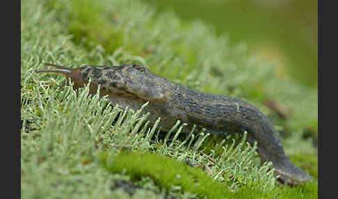 Großer Schnegel (Limax maximus)