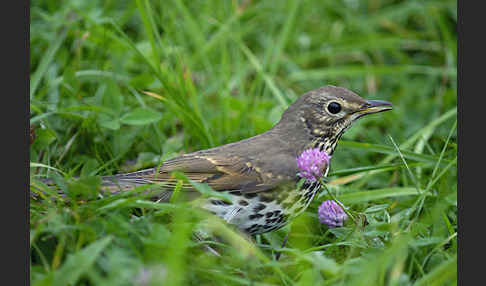 Singdrossel (Turdus philomelos)