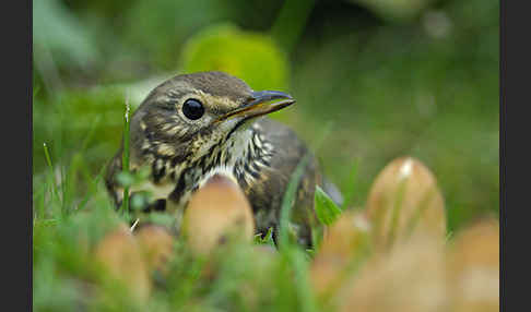 Singdrossel (Turdus philomelos)