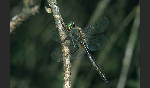 Gefleckte Smaragdlibelle (Somatochlora flavomaculata)