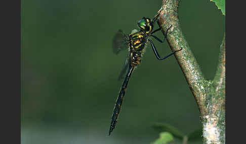 Gefleckte Smaragdlibelle (Somatochlora flavomaculata)