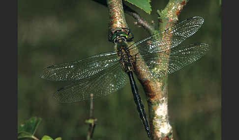 Gefleckte Smaragdlibelle (Somatochlora flavomaculata)