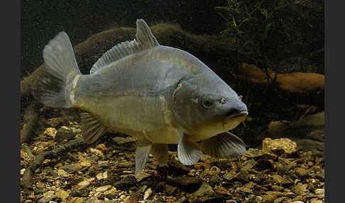 Karpfen (Cyprinus carpio)