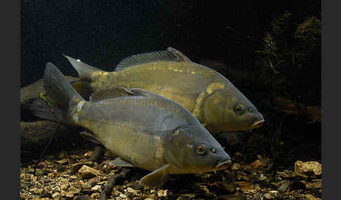 Karpfen (Cyprinus carpio)