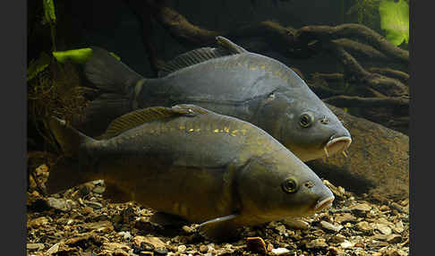 Karpfen (Cyprinus carpio)