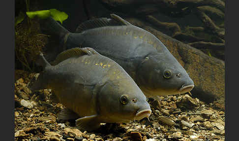 Karpfen (Cyprinus carpio)