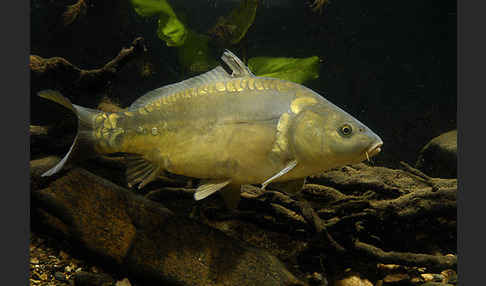 Karpfen (Cyprinus carpio)