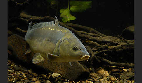 Karpfen (Cyprinus carpio)