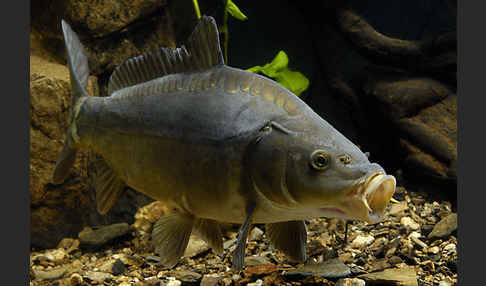 Karpfen (Cyprinus carpio)