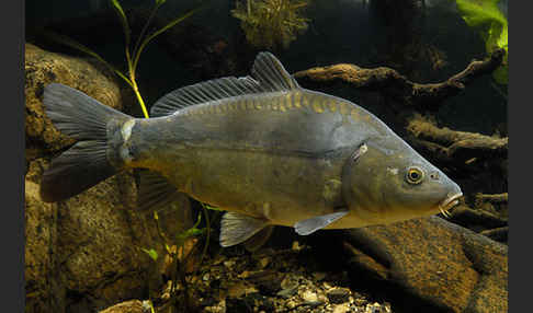 Karpfen (Cyprinus carpio)