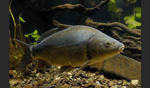 Karpfen (Cyprinus carpio)