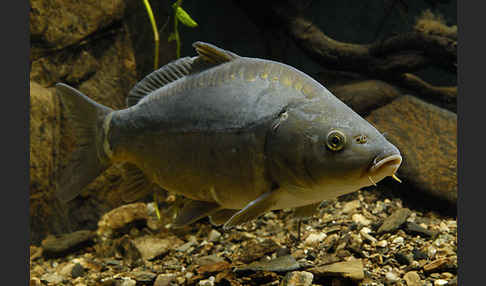 Karpfen (Cyprinus carpio)