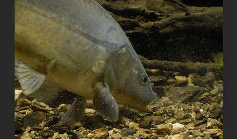 Karpfen (Cyprinus carpio)