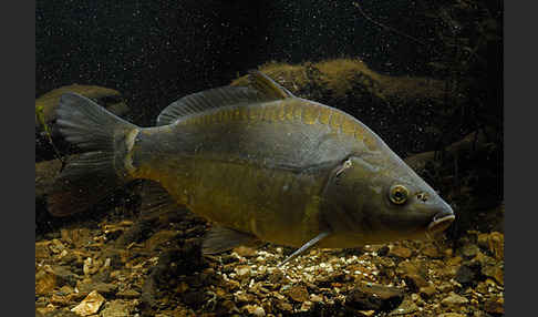 Karpfen (Cyprinus carpio)