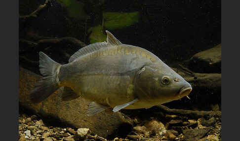 Karpfen (Cyprinus carpio)