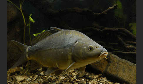 Karpfen (Cyprinus carpio)