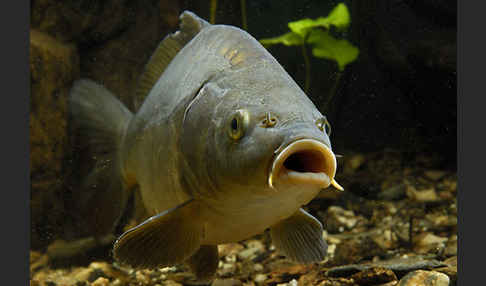 Karpfen (Cyprinus carpio)