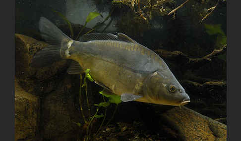 Karpfen (Cyprinus carpio)