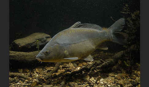 Karpfen (Cyprinus carpio)