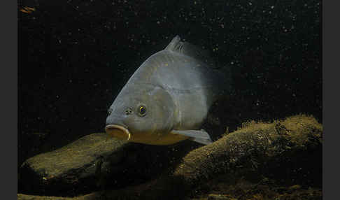 Karpfen (Cyprinus carpio)