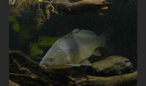 Karpfen (Cyprinus carpio)