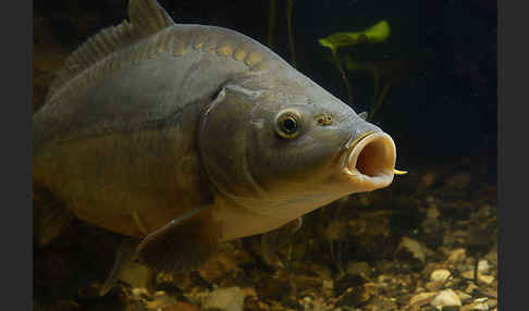 Karpfen (Cyprinus carpio)