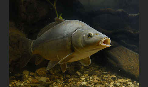 Karpfen (Cyprinus carpio)