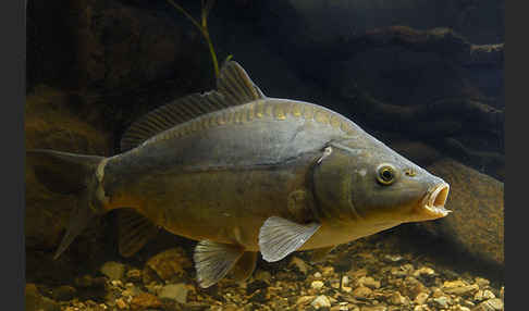 Karpfen (Cyprinus carpio)