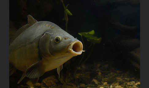 Karpfen (Cyprinus carpio)