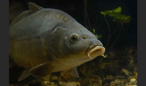 Karpfen (Cyprinus carpio)