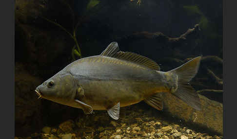 Karpfen (Cyprinus carpio)