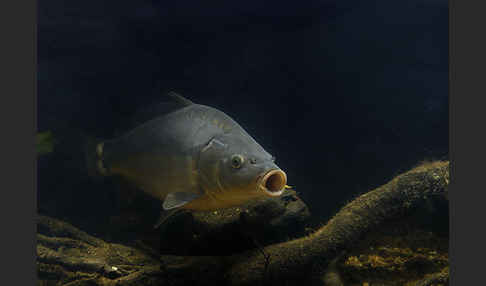 Karpfen (Cyprinus carpio)