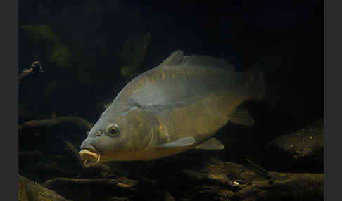 Karpfen (Cyprinus carpio)