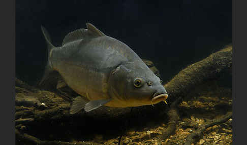 Karpfen (Cyprinus carpio)