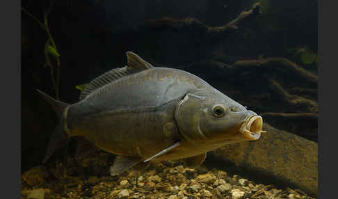 Karpfen (Cyprinus carpio)