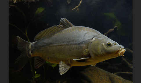 Karpfen (Cyprinus carpio)