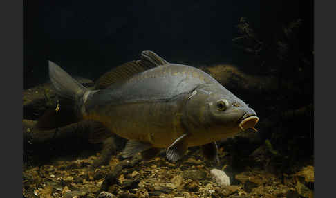 Karpfen (Cyprinus carpio)