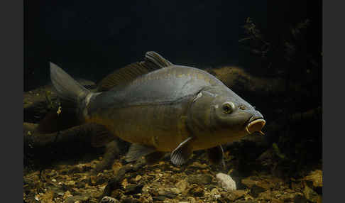 Karpfen (Cyprinus carpio)