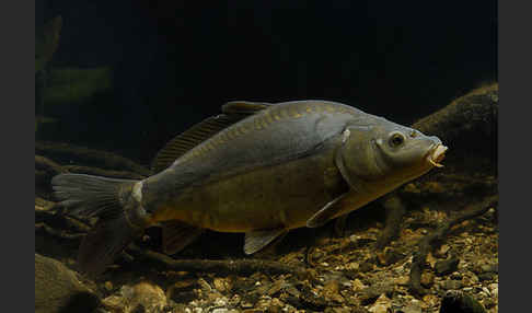 Karpfen (Cyprinus carpio)